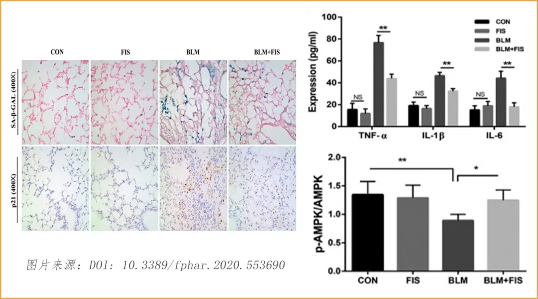Fisetin for Cellular Health