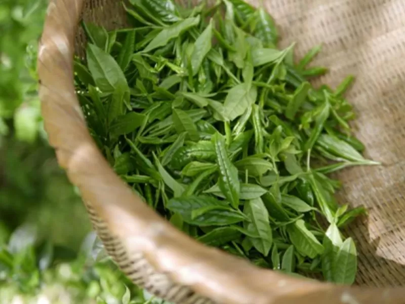 Niacinamide dan Polyphenols teh hijau: mekanisme saintifik Anti-penuaan sinergi dan pelbagai faedah