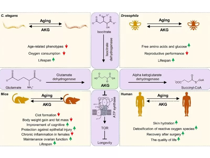 Era baru Anti-penuaan: penyahkodan Adversary masa (bahagian 1)