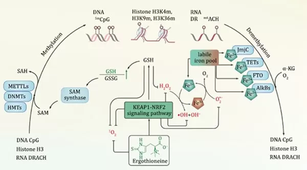Ergothioneine influences epigenetic methylation and demethylation processes.