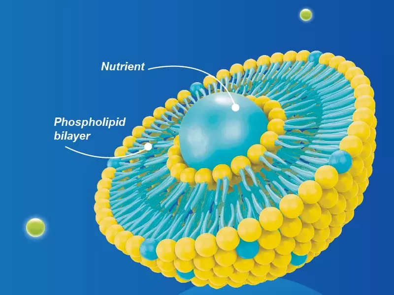 Apakah itu Liposomal Encapsulation?