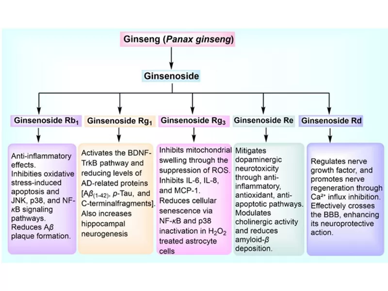 Powerhouses antioksidan semulajadi: Curcumin, Quercetin, Ginsenoside Rg3 & Resveratrol