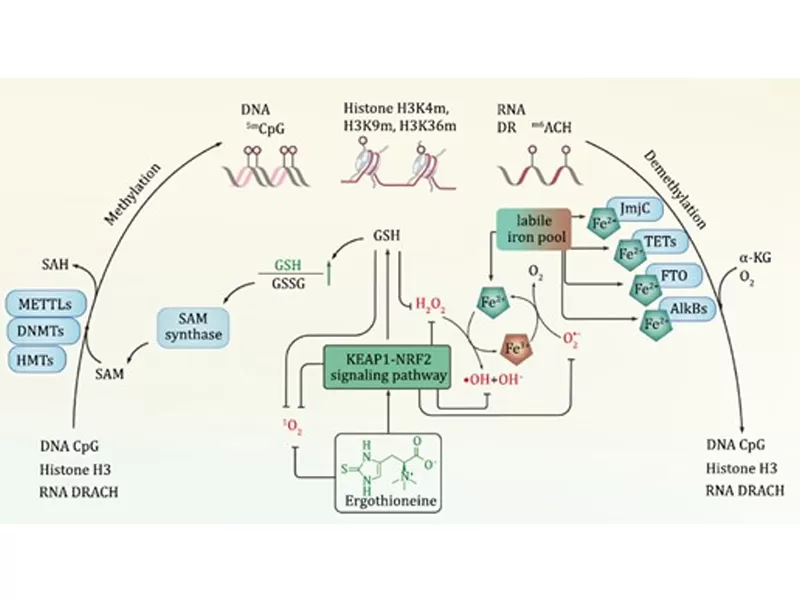 Era baru Anti-penuaan: penyahkodan Adversary masa (III. Ergothioneine)